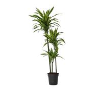 Plant in a Box - Dracaena fragrans Deremensis - Limone - Albero dei draghi - Vaso 24cm - Altezza 130-140cm