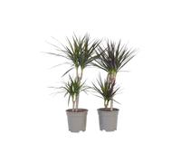Plant in a Box - Dracaena Marginata - Albero del drago - Set di 2 - Vaso 17cm - Altezza 70-80cm
