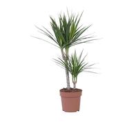 Plant in a Box - Dracaena Marginata - Albero del drago - Vaso 17cm - Altezza 70-80cm