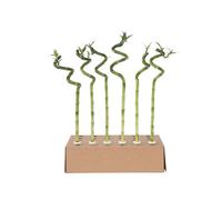 Plant in a Box - Dracaena sanderiana - Set di 12 - Lucky Bamboo - Pianta di bambù reale - Altezza 40-50cm