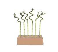 Plant in a Box - Dracaena sanderiana - Set di 6 - Lucky Bamboo - Pianta di bambù reale - Altezza 40-50cm