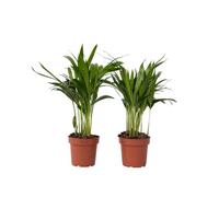 Plant in a Box - Dypsis Lutescens - Palma canna d'oro - Set di 2 - Vaso 12cm - Altezza 30-45cm