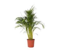 Plant in a Box - Dypsis Lutescens - XXL Palma Areca - Pianta d'appartamento - Vaso 27cm - Altezza 140-150cm - Palma dai frutti dorati - Palma depurativa dell'aria