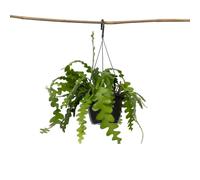 Plant in a Box - Epiphyllum Anguliger - Cactus visto - Pianta da appartamento facile da curare - Succulenta a fiore vero - Vaso 15 cm - Altezza 30-40 cm