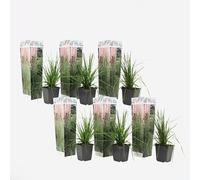 Plant in a Box - Erba pampa rosa - Set di 6 - Cortaderia Selloana - Vaso 9cm - Altezza 25-40cm