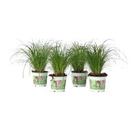 Plant in a Box - Erba per gatti - Set di 4 - Cyperus - Vaso 12cm - Altezza 30-40cm - Pianta d'appartamento - Adatto agli animali domestici