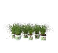 Plant in a Box - Erba per gatti - Set di 6 - Cyperus - Vaso 12cm - Altezza 30-40cm - Pianta d'appartamento - Adatto agli animali domestici