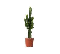 Plant in a Box - Euphorbia Ingens - Cactus - Pianta da appartamento - Vaso 17cm - Altezza 50-60cm