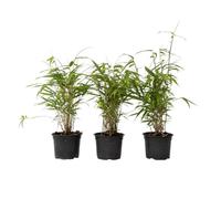 Plant in a Box - Fargesia Grex - Bambù blu - Set di 3 - Bambù non invasivo - Resistente - Vaso 13cm - Altezza 25-40cm