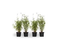 Plant in a Box - Fargesia nitida 'Red Dragon' - Set di 4 - Bambù rosso - Vaso 17cm - Altezza 50-70cm - non invasiva - Sempreverde Resistente