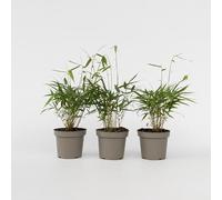 Plant in a Box - Fargesia scabrida 'Asian Wonder' - Set di 3 - Bambù rosso - Vaso 13cm - Sempreverde - Resistente all'inverno - Altezza 25-40cm