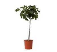 Plant in a Box - Ficus Carica 'Fig Tree' - vaso 21cm - altezza 70-90cm - resistente all'inverno - fichi commestibili