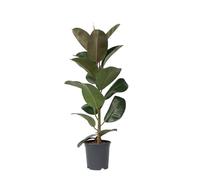 Plant in a Box - Ficus Elastica Robusta - albero della gomma - pianta d'appartamento che pulisce l'aria - Vaso 24cm - Altezza 75-100cm