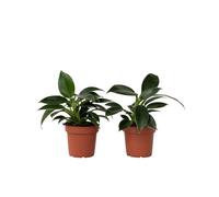 Plant in a Box - Filodendro 'Green Princess' - Set di 2 - Vaso 12cm - Altezza 20-30cm