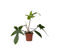 Plant in a Box - Filodendro - Philodendron Florida Green - Pianta d'appartamento che purifica l'aria - Vaso 12cm - Altezza 20-30cm