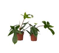 Plant in a Box - Filodendro - Philodendron Florida Green - Set di 2 - Pianta d'appartamento che purifica l'aria - Vaso 12cm - Altezza 20-30cm