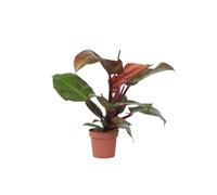 Plant in a Box - Filodendro - Philodendron 'Luce del sole' - Pianta d'appartamento tropicale - Bellissime foglie rosse - Vaso 12cm - Altezza 20-30cm