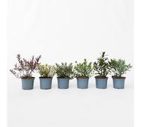 Plant in a Box - Hebe pinguifolia - Hebe veronica a cespuglio - miscela di 6 - vaso 10,5cm - altezza 15-20cm