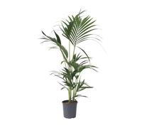 Plant in a Box - Howea forsteriana - Kentia - Palma da appartamento - Vaso 18cm - Altezza 90-100cm - Pianta verde - Sempreverde