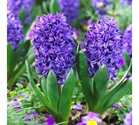 Plant in a Box - Hyacinthus Blue Trophy - 25x Bulbi Giacinti Rustici - Bulbi a Fioritura Precoce per il Giardino