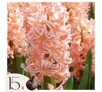 Plant in a Box - Hyacinthus Gipsy Queen - 15x Bulbi Giacinti Rustici - Bulbi a Fioritura Precoce per il Giardino