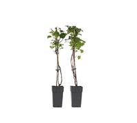 Plant in a Box - Hydrangea anomala Petiolaris - Set di 2 - Ortensia rampicante - ⌀15 cm - Altezza 60-70 cm