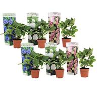 Plant in a Box - Hydrangea macrophylla 'Early Blue', 'Early Pink', 'Wudu' - Ortensia - Misto di 6 - Vaso 10,5 cm - Altezza 25-40 cm