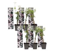 Plant in a Box - Jasminum Officinale - Set di 6 - Jasmijn - Vaso 9cm - Altezza 25-40cm