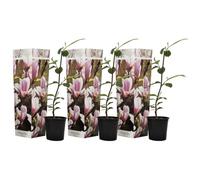Plant in a Box - Magnolia Soulangea - Set di 3 - Ampio arbusto/piccolo albero Resistente all'inverno - Fiori Rosa - Vaso 9cm - Altezza 25-40cm