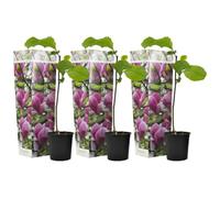 Plant in a Box - Magnolia Susan - Set di 3 - Ampio arbusto/piccolo albero Resistente all'inverno - Fiori Viola - Vaso 9cm - Altezza 25-40cm