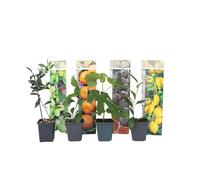 Plant in a Box - Medi Mix - Set di 8 - Alberi da frutta mediterranei - Vaso 9cm - Altezza 25-40cm