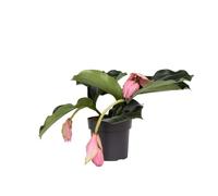 Plant in a Box - Medinilla Magnifica - Pianta da appartamento fiorita - Vaso 17cm - Altezza 40-50cm