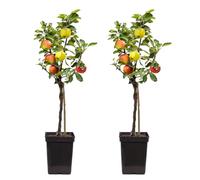 Plant in a Box - Melo Trio - 3 varietà di mele su un albero - set di 2 - Malus Elstar, Malus Jonagored, Malus Golden Delicious - albero da frutto - Vaso 17cm - Altezza 60-70cm