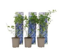 Plant in a Box - Mirtillo - Set di 3 - Resistente Vaccinium corymbosum - Vaso 9cm - Altezza 25-40cm