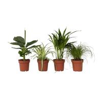 Plant in a Box - miscela di 4 piante d'appartamento rispettose degli animali - purificante dell'aria - Vaso 12cm - Altezza 25-40cm - verde