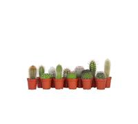 Plant in a Box - Miscela di Mini Cactus - Miscela di 12 Pezzi - Piante di Cactus Vere - Vaso 5,5cm - Altezza 5-10cm