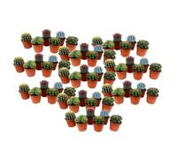 Plant in a Box - Miscela di Mini Cactus - Miscela di 60 Pezzi - Piante di Cactus Vere - Vaso 5,5cm - Altezza 5-10cm
