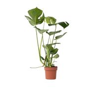 Plant in a Box - Monstera Deliciosa - Foglia di finestra - Pianta d'appartamento - Vaso 17cm - Altezza 50-60cm