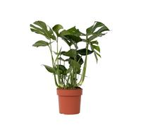 Plant in a Box - Monstera Deliciosa - pianta forata - Vaso 21cm - Altezza 70-80cm - Pianta d'appartamento