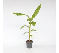 Plant in a Box - Musa Basjoo - Piante di banane resistenti - Vaso 21cm - Altezza 55-70cm