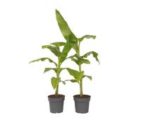 Plant in a Box - Musa Basjoo - Set di 2 - Piante di banane resistenti - Vaso 21cm - Altezza 55-70cm