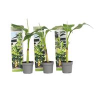 Plant in a Box - Musa Basjoo - Set di 3 - Piante di banane resistenti - Vaso 9cm - Altezza 20-25cm