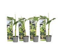 Plant in a Box - Musa Basjoo - Set di 4 - Piante di banane resistenti - Vaso 9cm - Altezza 20-25cm