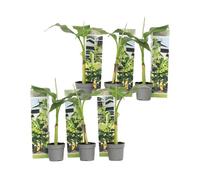 Plant in a Box - Musa Basjoo - Set di 6 - Piante di banane resistenti - Vaso 9cm - Altezza 20-25cm