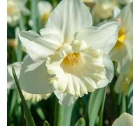Plant in a Box - Narcissus Mount Hood x15 - Bulbi di narciso - Bulbi di fiori perenni resistenti al freddo per il giardino, la terrazza o il balcone