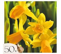 Plant in a Box - Narcissus Tête-à-Tête x50 - Bulbi di narciso - Bulbi di fiori perenni resistenti al freddo per il giardino, la terrazza o il balcone
