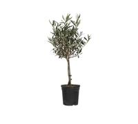 Plant in a Box - Olivi su tronco - Olea Europaea - Vaso 17cm - Altezza 60-70cm