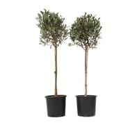 Plant in a Box - Olivi su tronco - Set di 2 - Olea Europaea - Vaso 21cm - Altezza 90-100cm