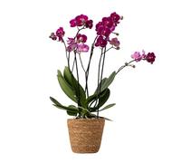 Plant in a Box - Orchidea farfalla - Phalaenopsis Multiflora in cestino decorativo - Altezza 35-45cm - Vaso 12cm - Pianta da interno fiorita - Adatta ai gatti