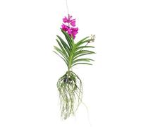 Plant in a Box - Orchidea Vanda 'Tayanee Cerise' - Bianco crema - Altezza 65 cm